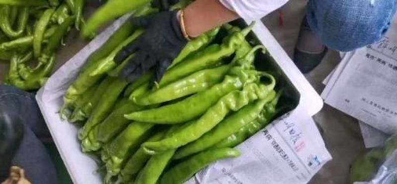 辽宁锦州冷棚精品尖椒，实力代办发往全国各地，欢迎各位朋友