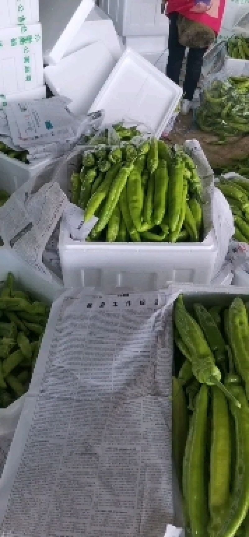 辽宁锦州冷棚精品尖椒，实力代办发往全国各地，欢迎各位朋友