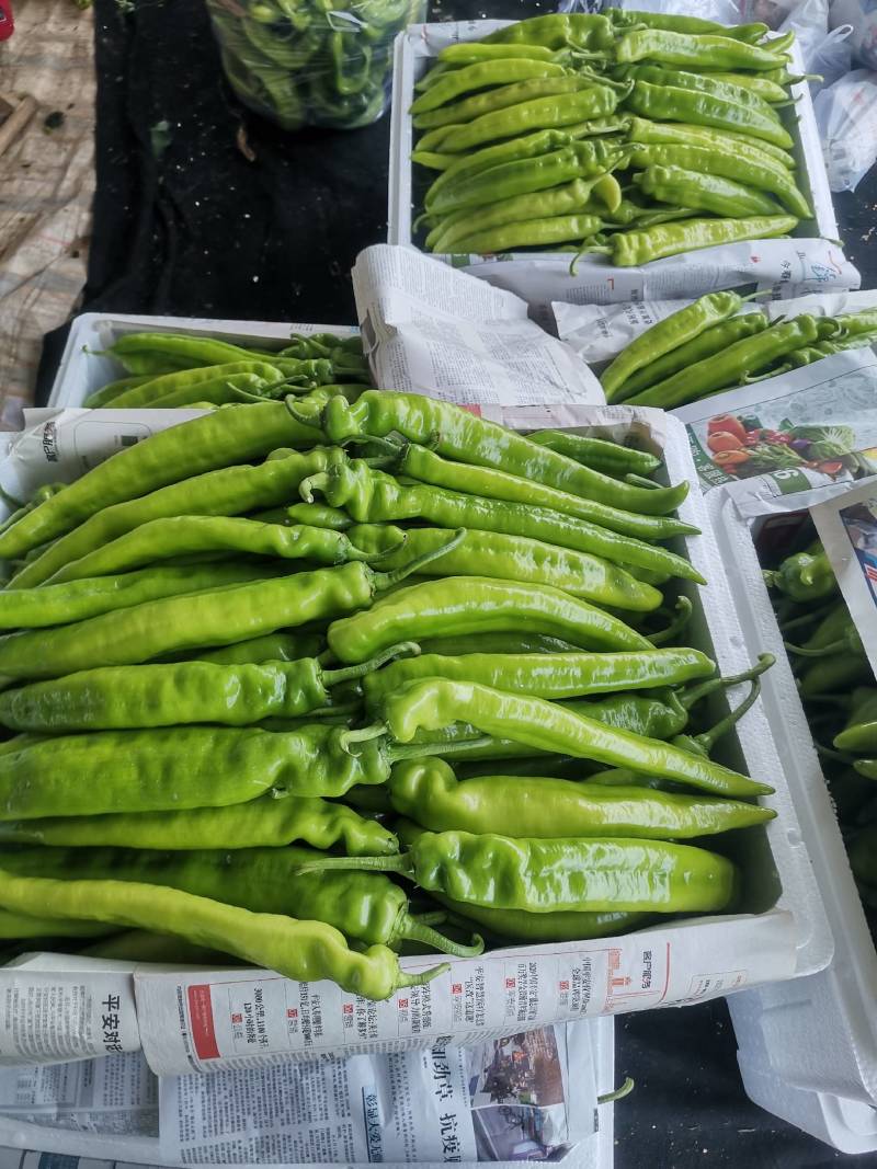 辽宁锦州冷棚精品尖椒，实力代办发往全国各地，欢迎各位朋友