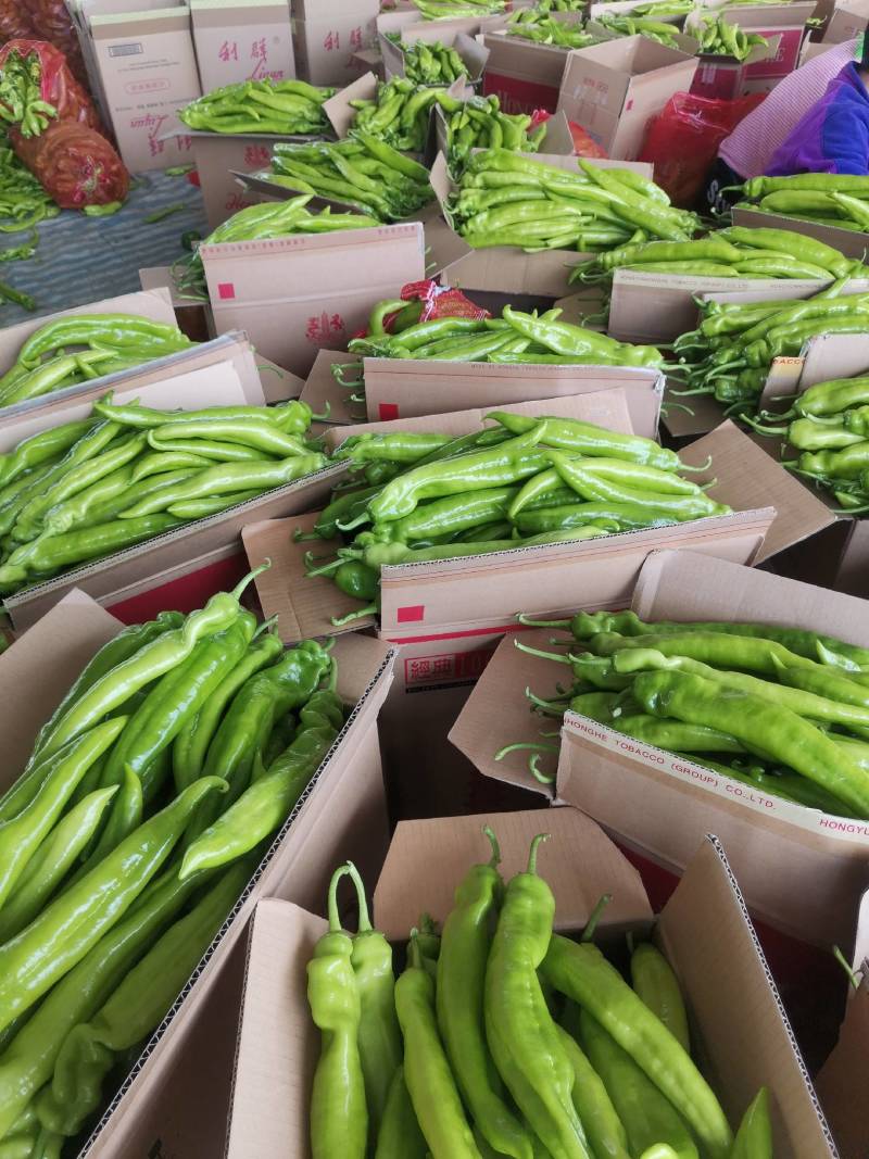 辽宁锦州冷棚精品尖椒，实力代办发往全国各地，欢迎各位朋友