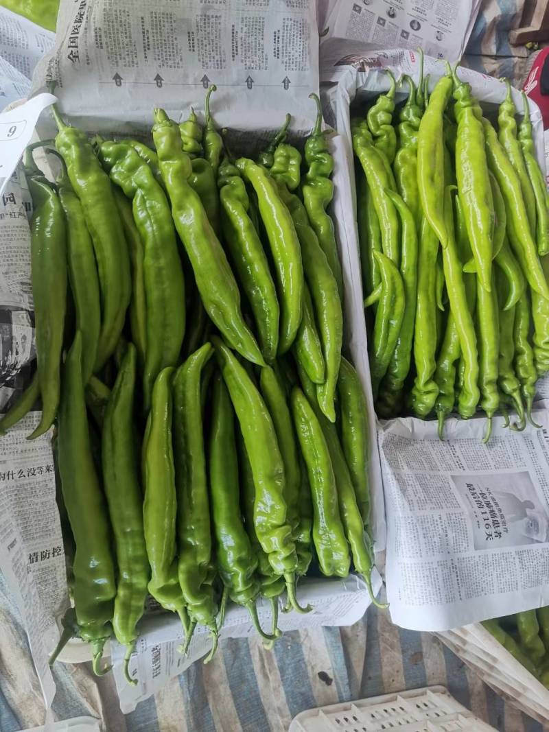 辽宁锦州冷棚精品尖椒，实力代办发往全国各地，欢迎各位朋友