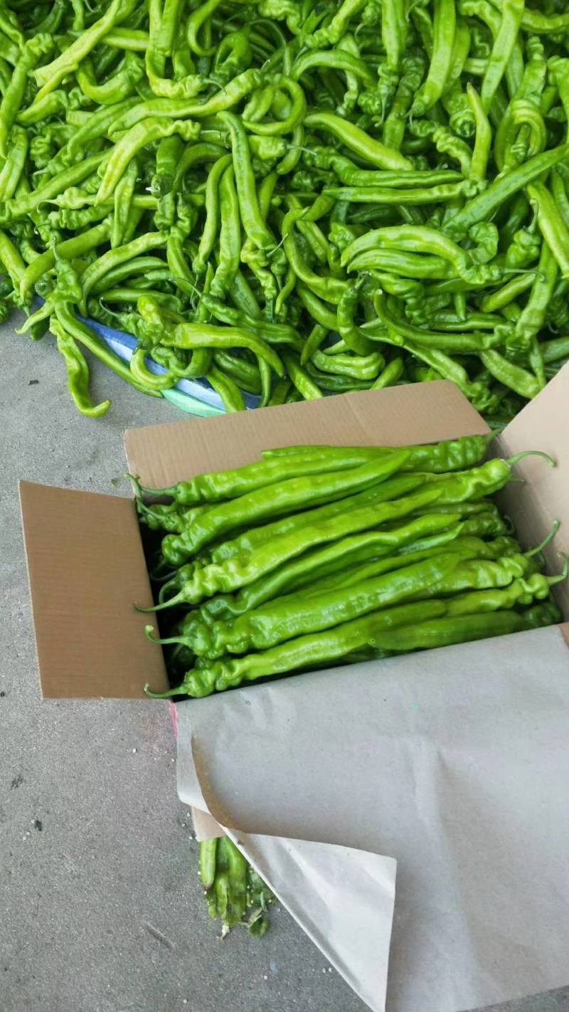 辽宁锦州冷棚精品尖椒，实力代办发往全国各地，欢迎各位朋友