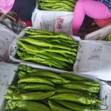 辽宁锦州冷棚精品尖椒，实力代办发往全国各地，欢迎各位朋友