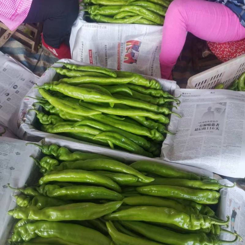 辽宁锦州冷棚精品尖椒，实力代办发往全国各地，欢迎各位朋友