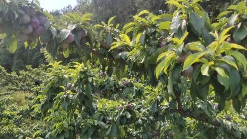 翠红李翠甜爽口万亩基地满足顾客需求长期供货