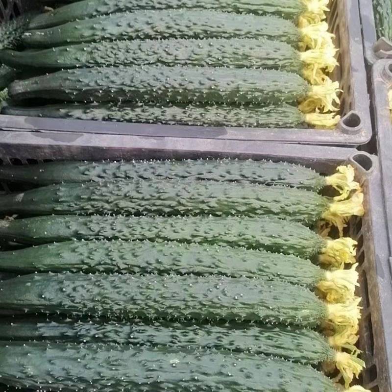 辽宁锦州凌海刺青水黄瓜