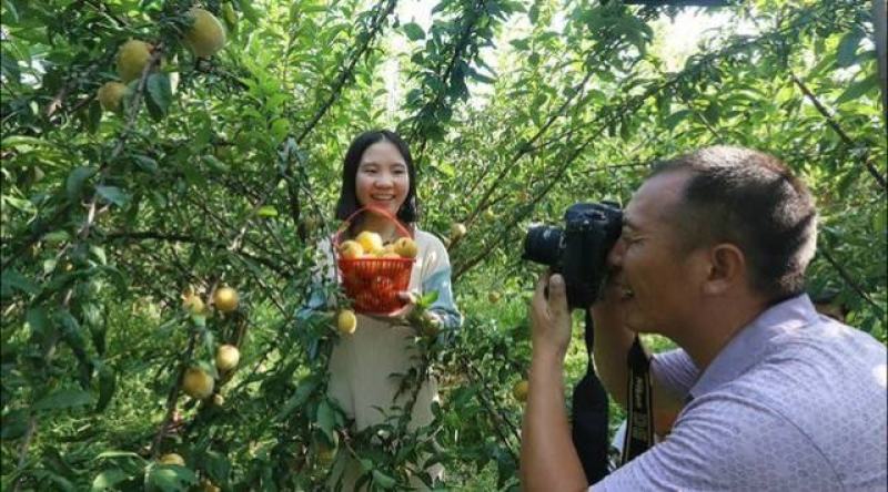 黄金蜜李