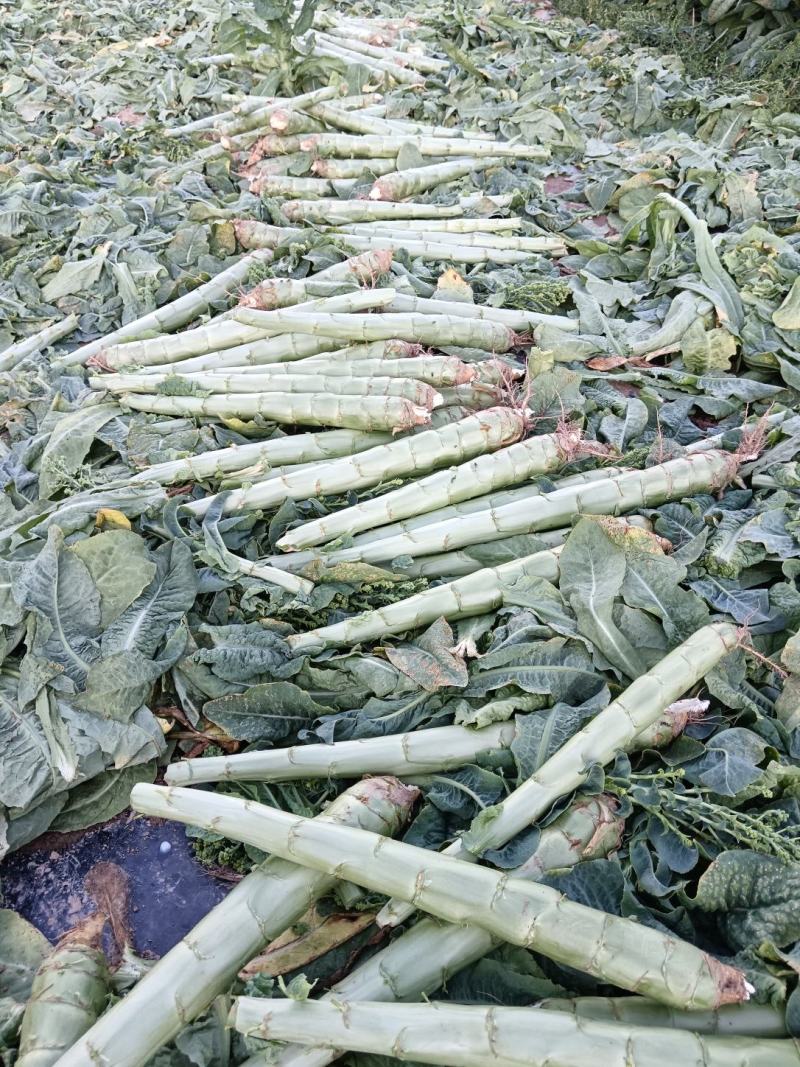 四川阿坝松潘窝笋