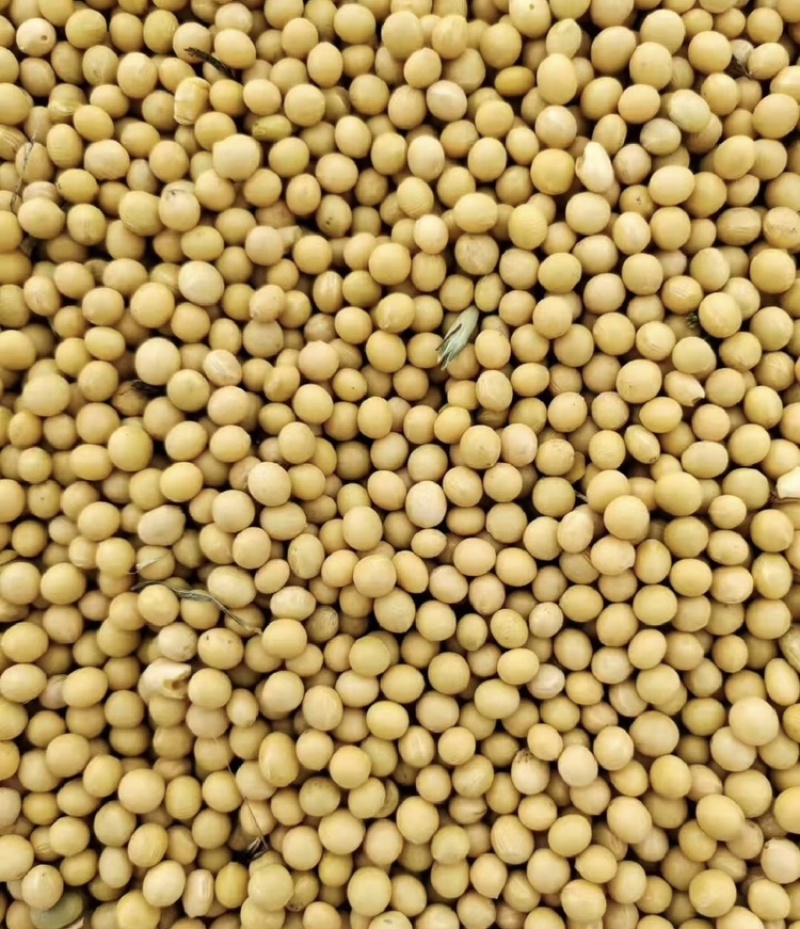 【精选】俄罗斯进口非转基因大豆常年供货货量充足