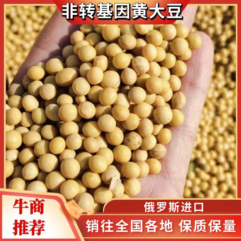 【精选】俄罗斯进口非转基因大豆常年供货货量充足