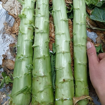 四川阿坝松潘窝笋