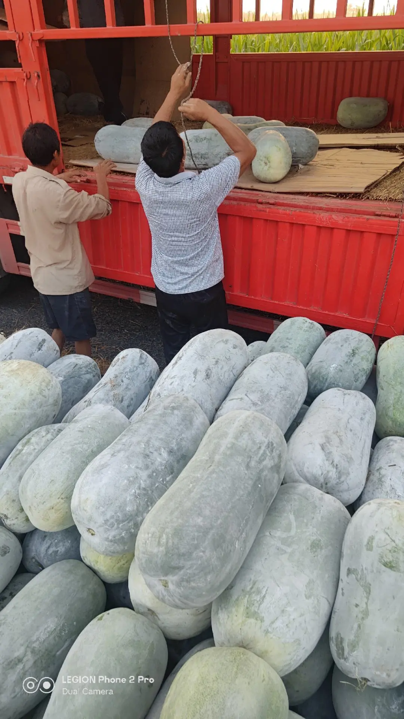 白皮水桶冬瓜白皮冬瓜大量上市产地专业白瓜代办认准博嘉