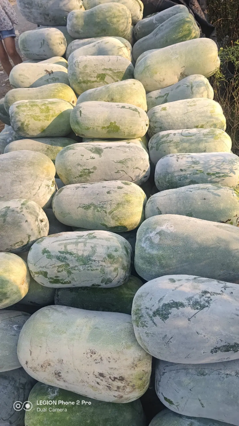 白皮水桶冬瓜白皮冬瓜大量上市产地专业白瓜代办认准博嘉