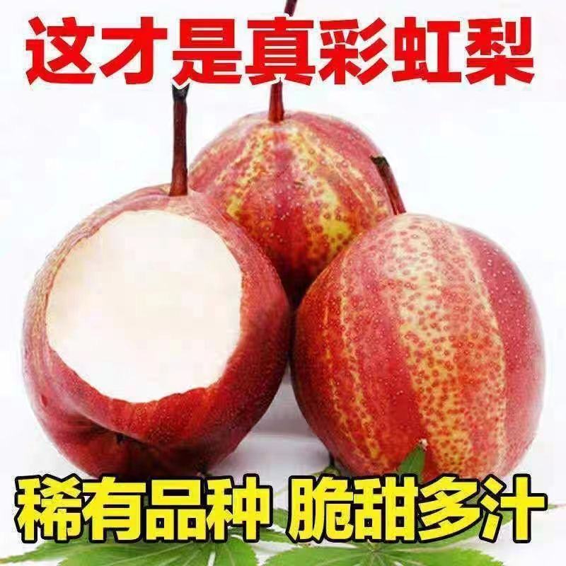 彩虹梨早香酥支持一件代发落地配市场专业对接电商价格便