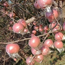 山西运城临猗县苹果，桃，枣，葡萄，价格根据产地价格