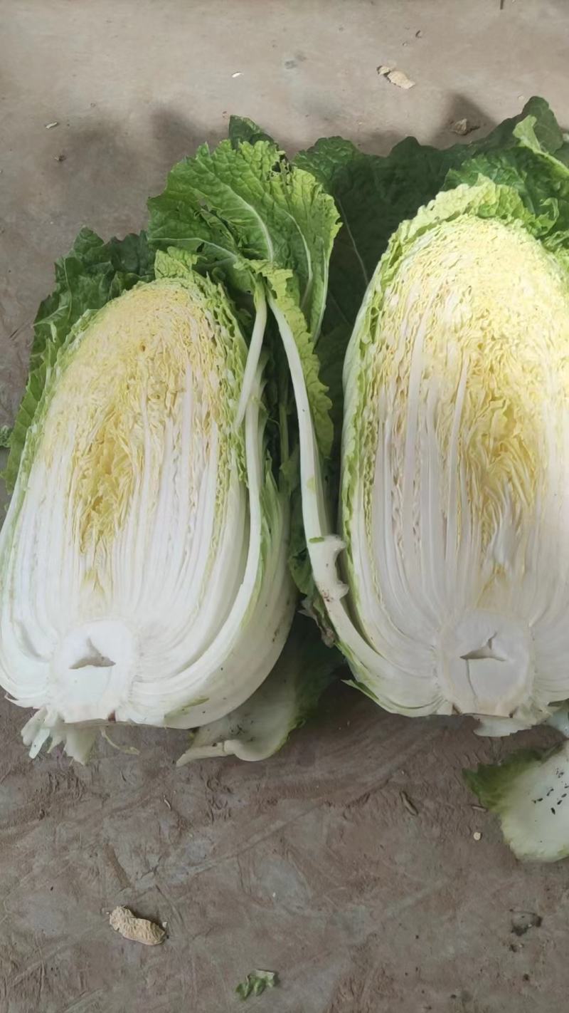 湖北宜昌黄心白菜产地直发一手货源批发品质保证价格便宜！！
