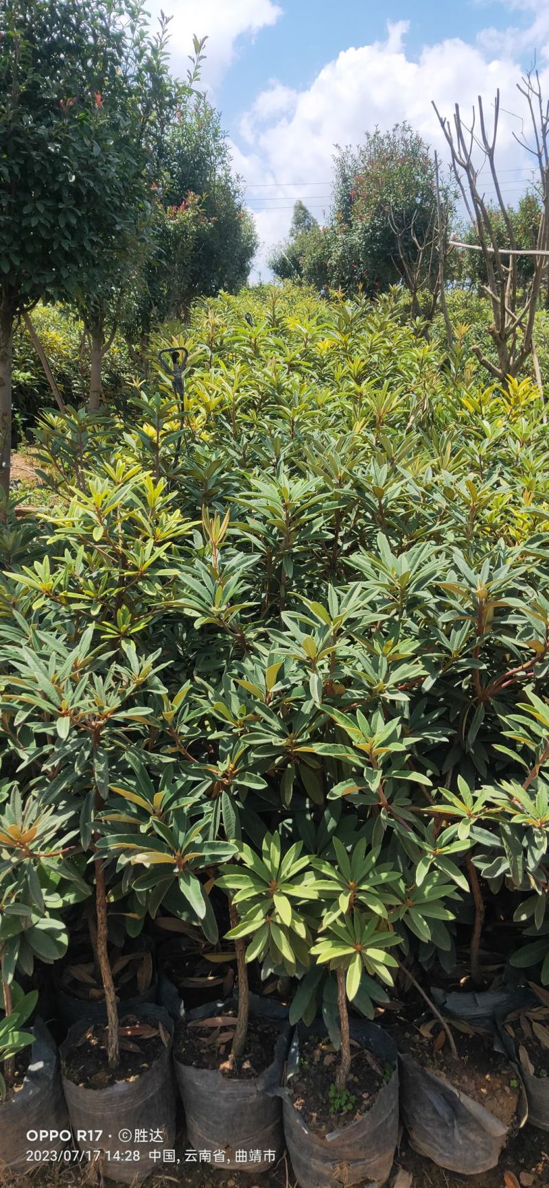 高山杜鹃《马缨花》