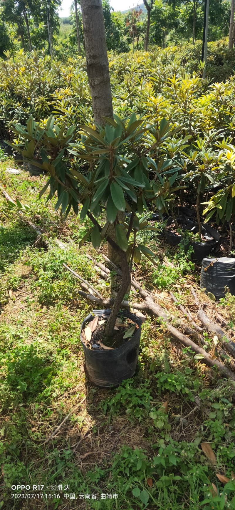 高山杜鹃《马缨花》