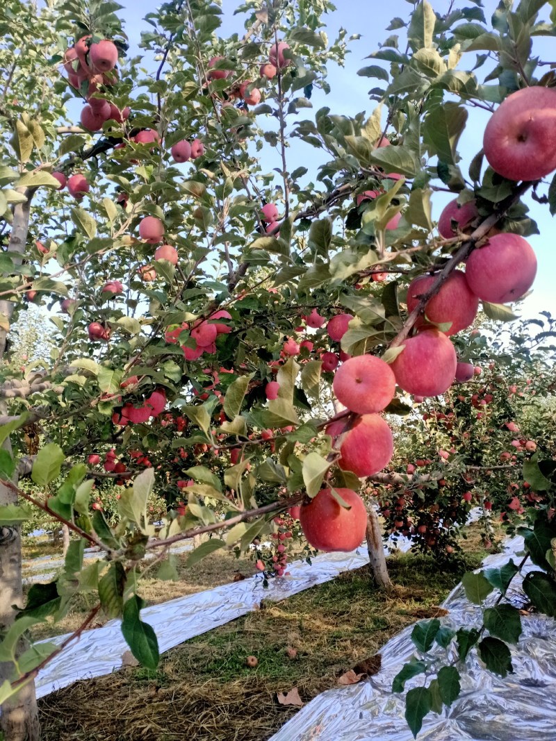 宁夏高原脆甜红嘎啦苹果精品苹果嘎啦苹果电商市场加工厂
