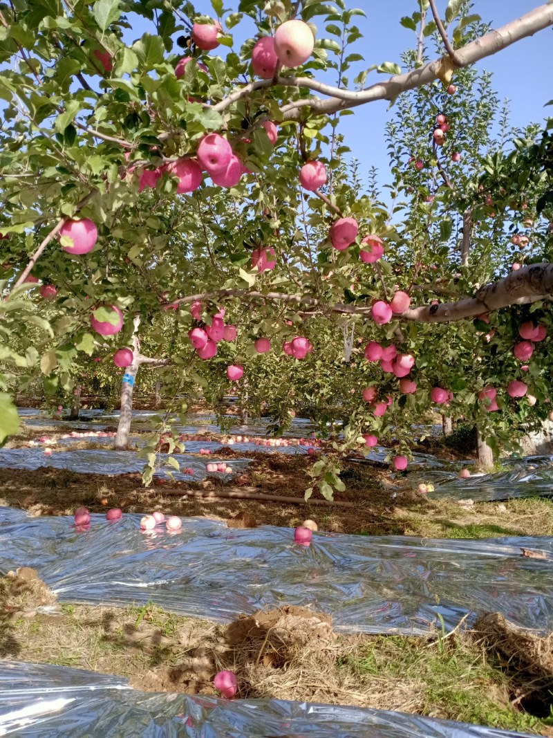 宁夏高原脆甜红嘎啦苹果精品苹果嘎啦苹果电商市场加工厂