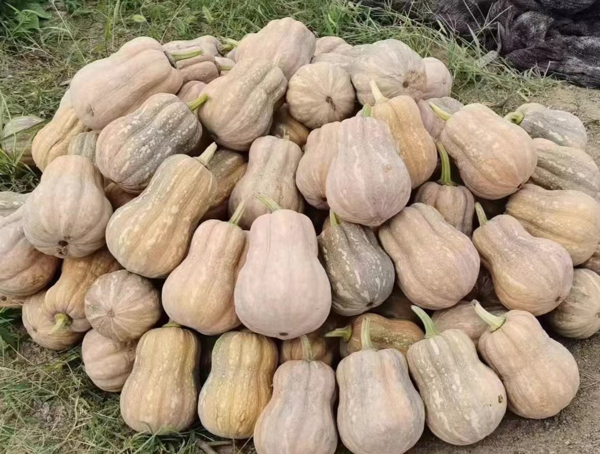 香甜奶油南瓜特写