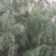 红荆条