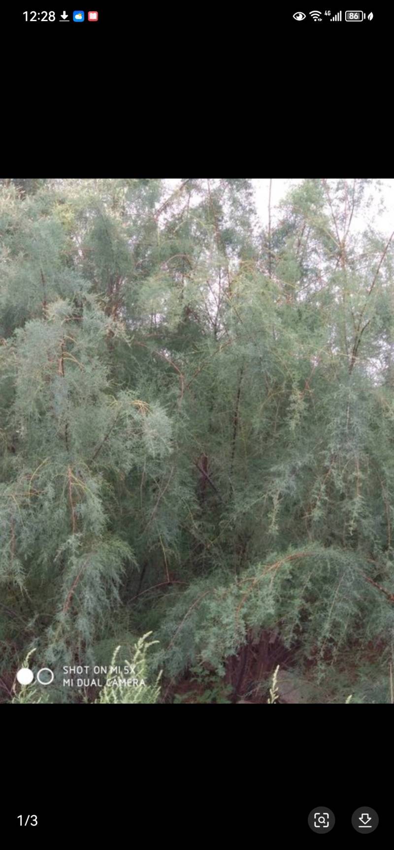 红荆条