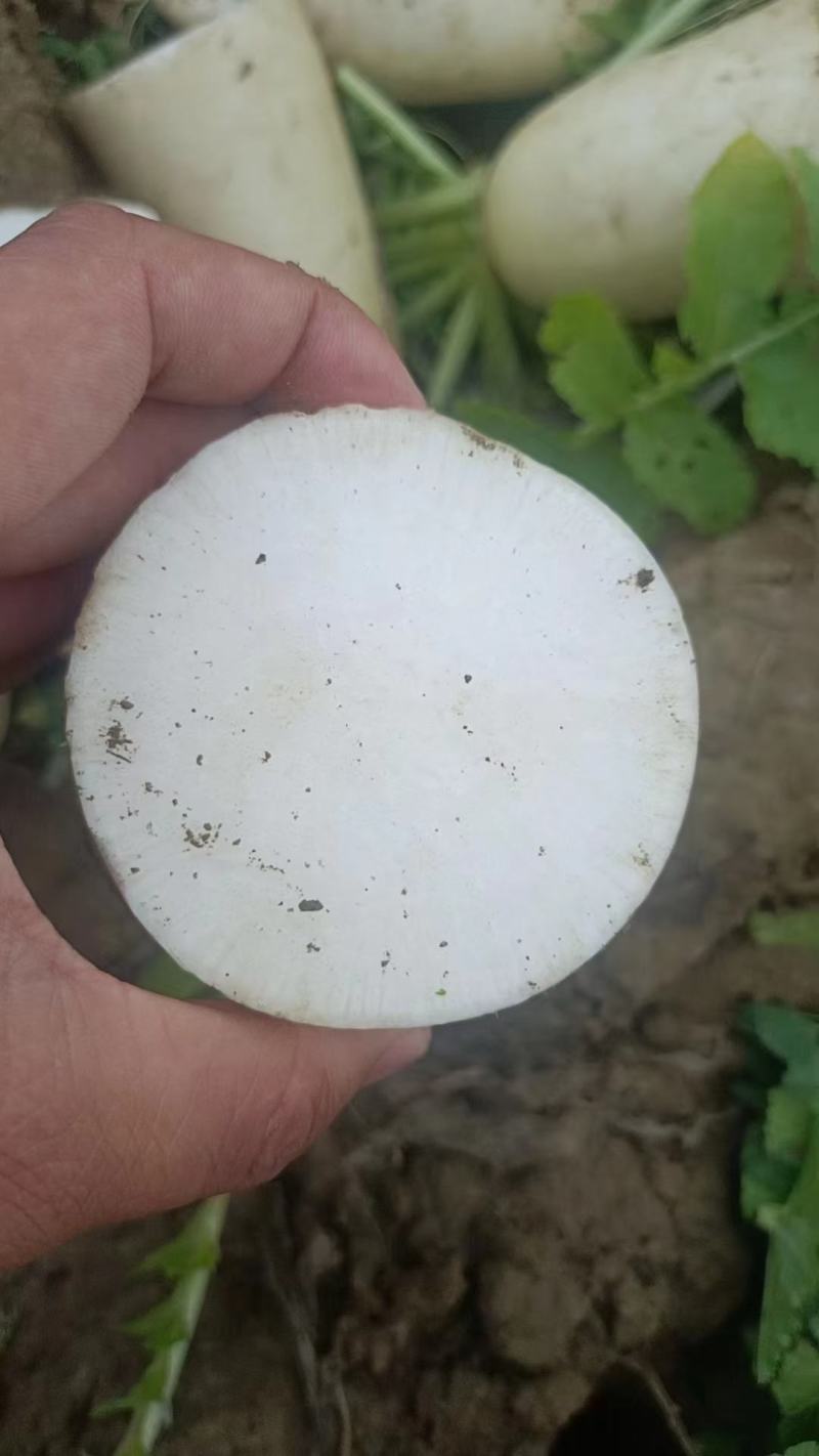湖北长阳白萝卜产地直发一手货源批发品质保证价格美丽