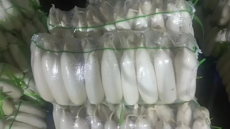 湖北长阳白萝卜产地直发一手货源批发品质保证价格美丽