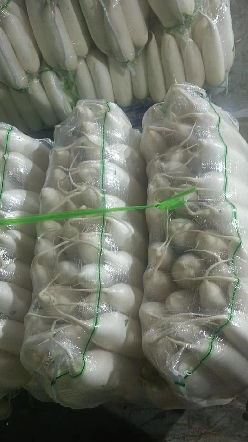 湖北长阳白萝卜产地直发一手货源批发品质保证价格美丽