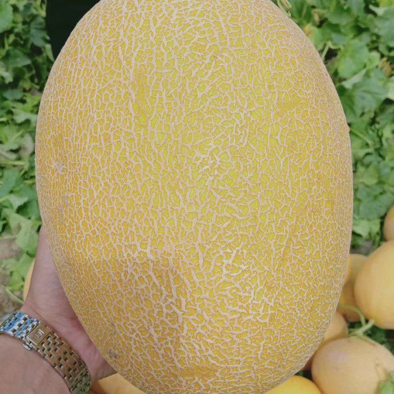 金色年华