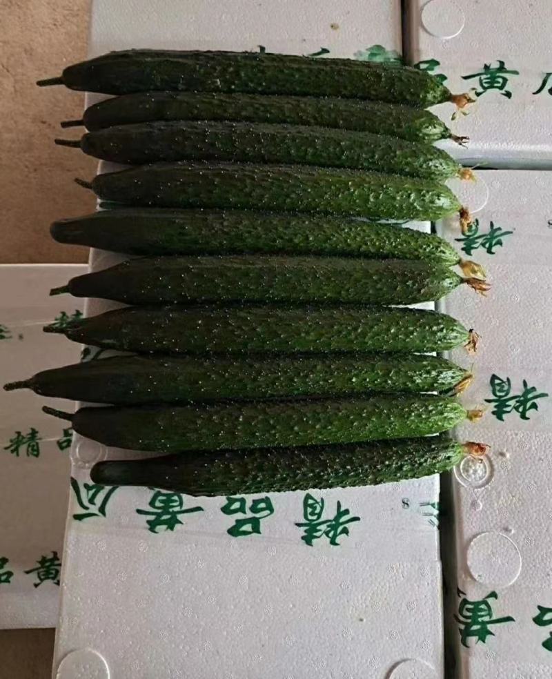 湖北长阳密次黄瓜产地直发一手货源批发品质保证价格优惠