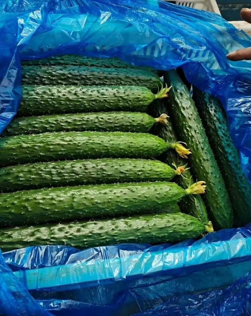 湖北长阳密次黄瓜产地直发一手货源批发品质保证价格优惠