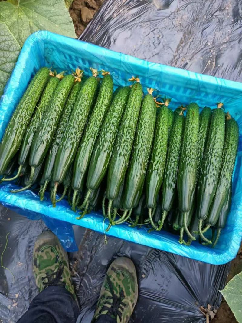 湖北长阳密次黄瓜产地直发一手货源批发品质保证价格优惠