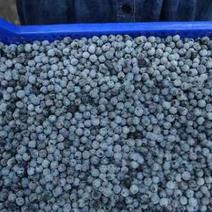 500吨应季蓝莓冻果/加工果，抄底价格（深加工优质货源）