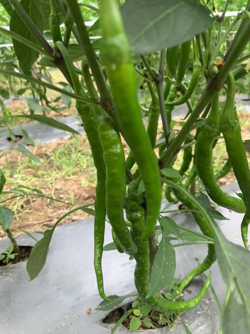湖北线椒产地直发一手货源批发品质保证价格优惠，诚信经营，