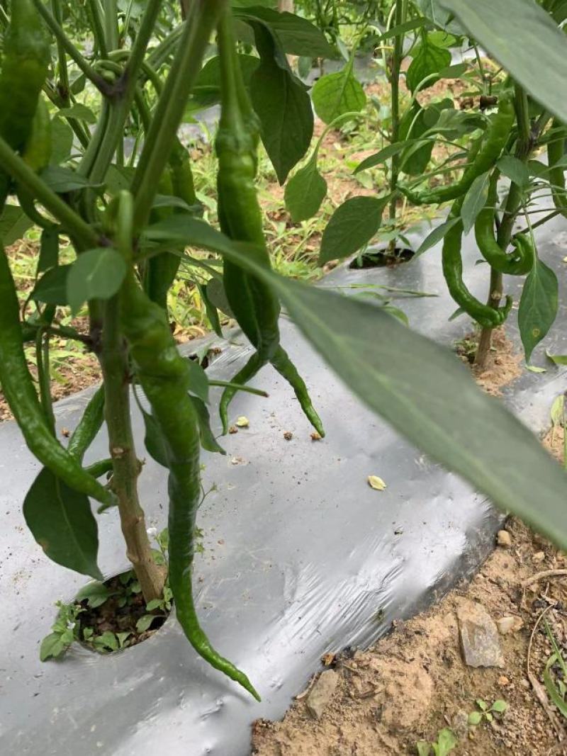 湖北线椒产地直发一手货源批发品质保证价格优惠，诚信经营，