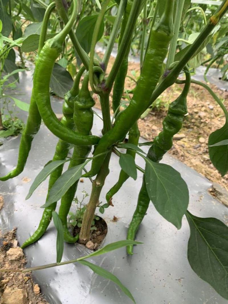 湖北线椒产地直发一手货源批发品质保证价格优惠，诚信经营，