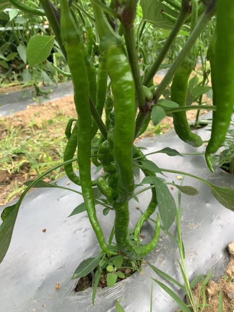 湖北线椒产地直发一手货源批发品质保证价格优惠，诚信经营，