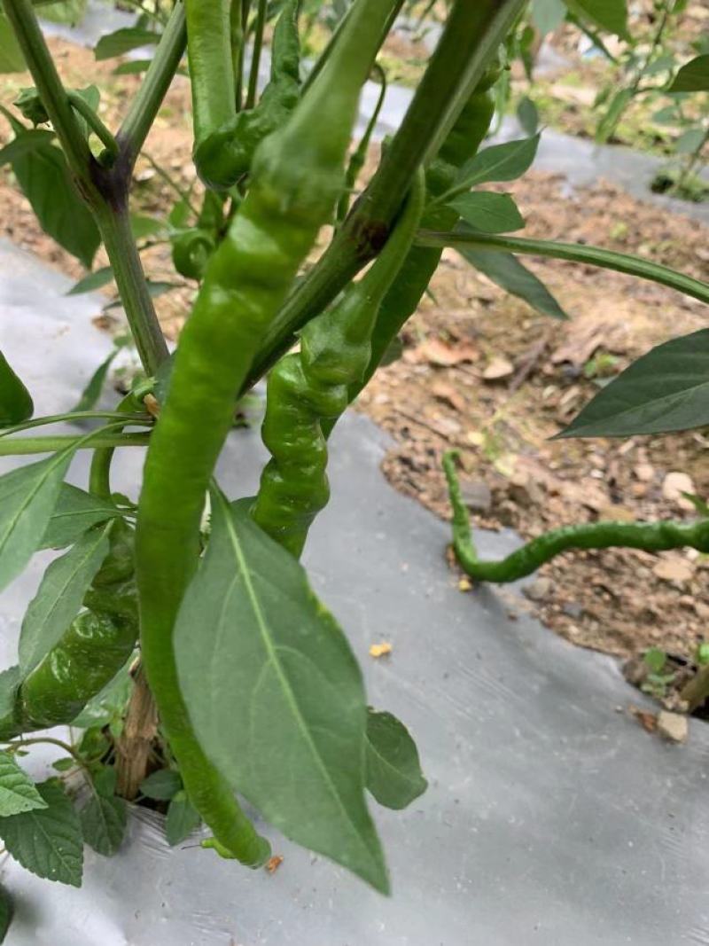 湖北线椒产地直发一手货源批发品质保证价格优惠，诚信经营，