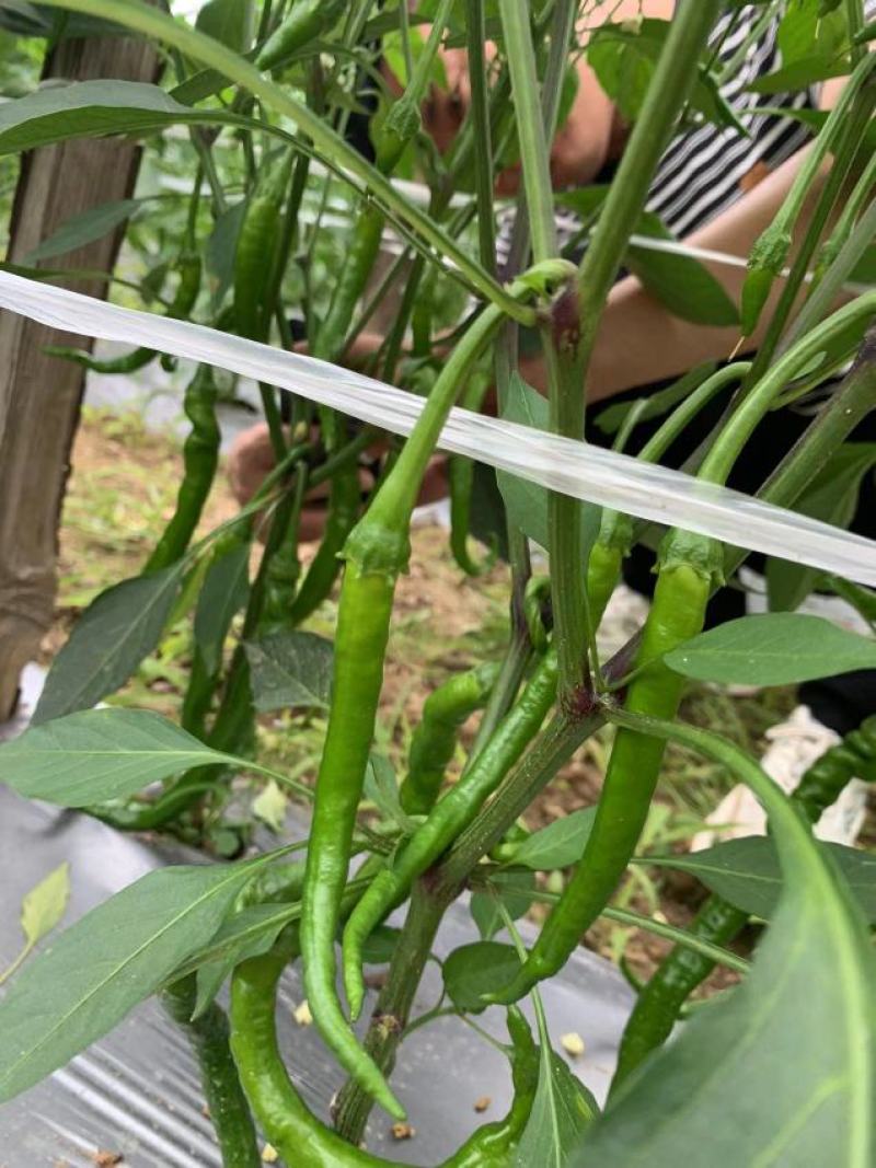 湖北线椒产地直发一手货源批发品质保证价格优惠，诚信经营，