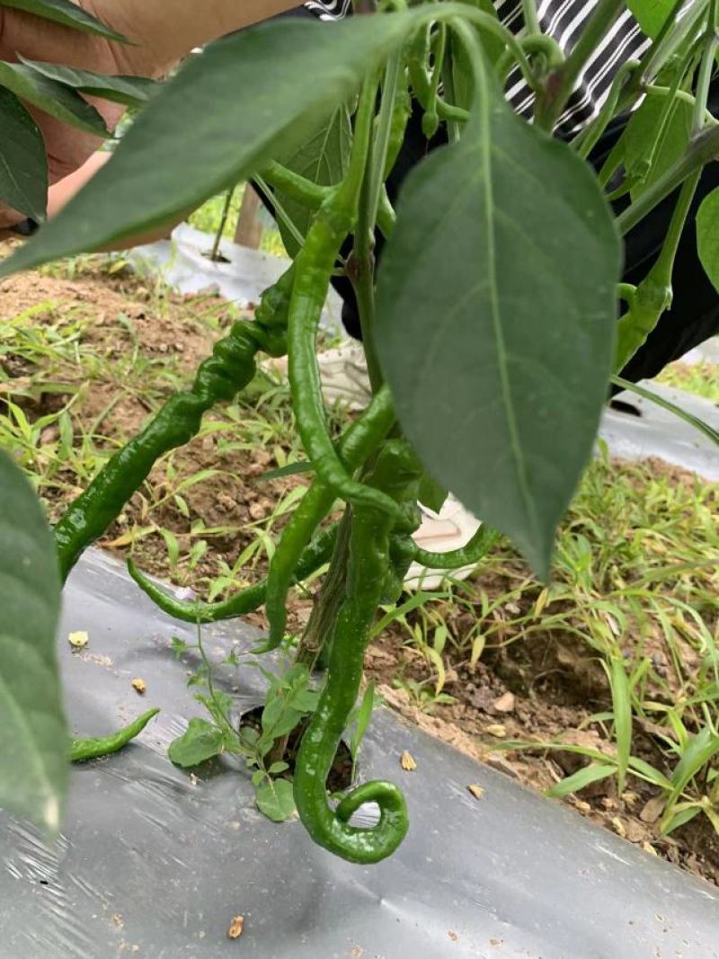 湖北线椒产地直发一手货源批发品质保证价格优惠，诚信经营，