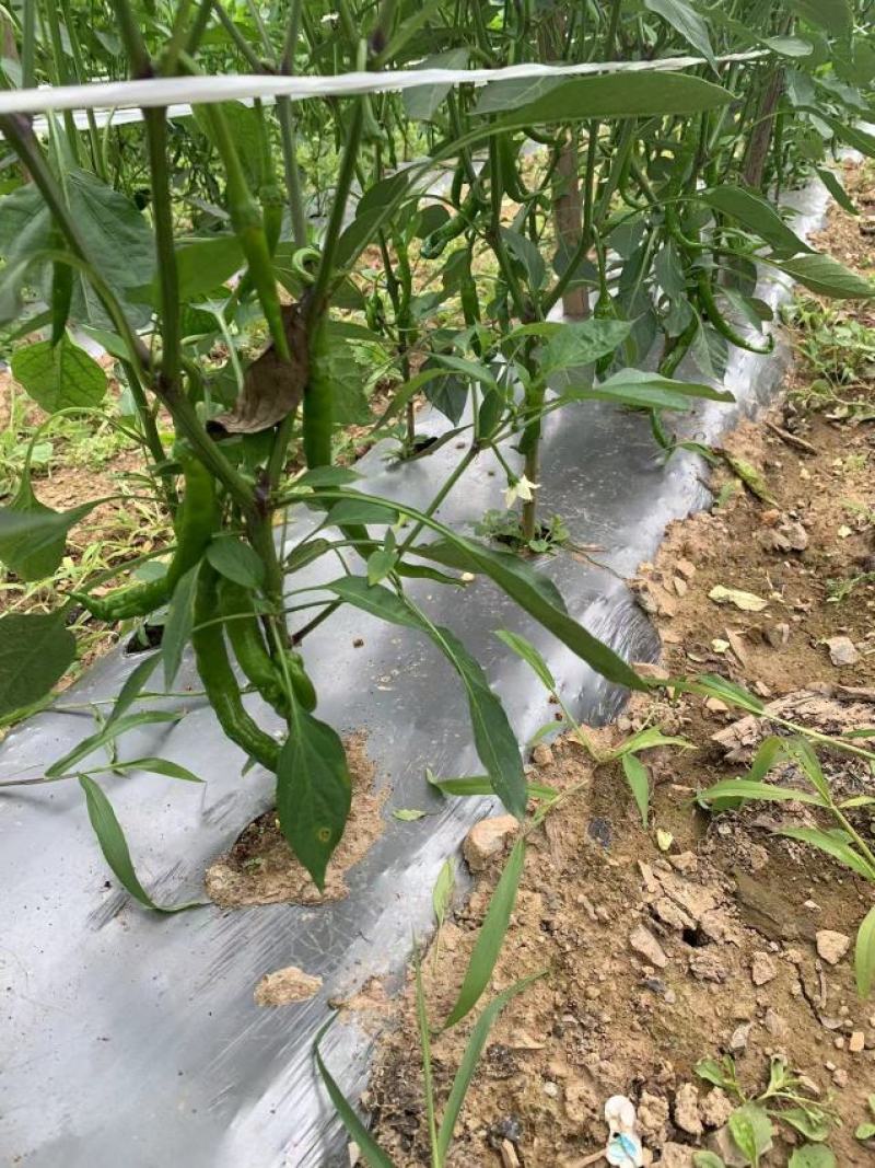 湖北线椒产地直发一手货源批发品质保证价格优惠，诚信经营，