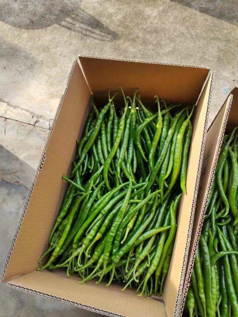 湖北线椒产地直发一手货源批发品质保证价格优惠，诚信经营，