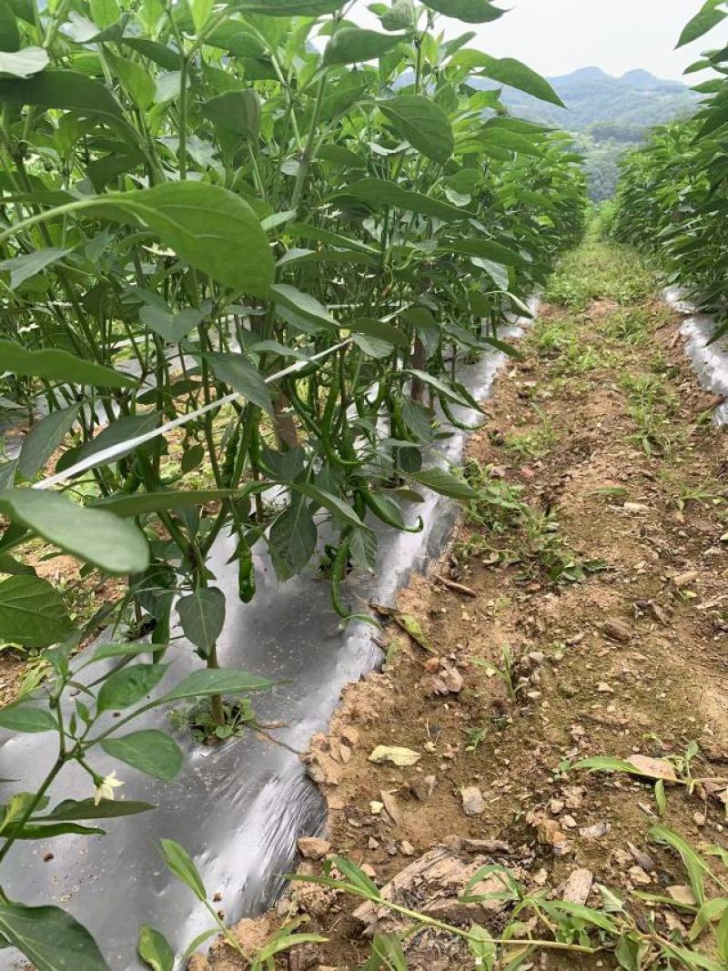 湖北线椒产地直发一手货源批发品质保证价格优惠，诚信经营，