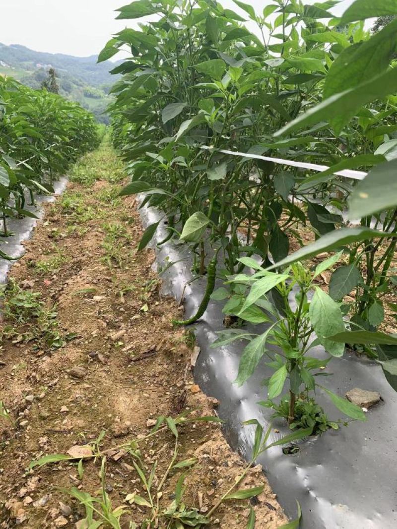 湖北线椒产地直发一手货源批发品质保证价格优惠，诚信经营，