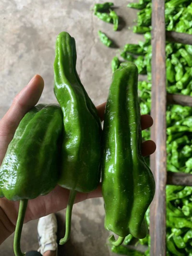 湖北长阳精品芜湖椒产地直发一手货源价格便宜量大优惠
