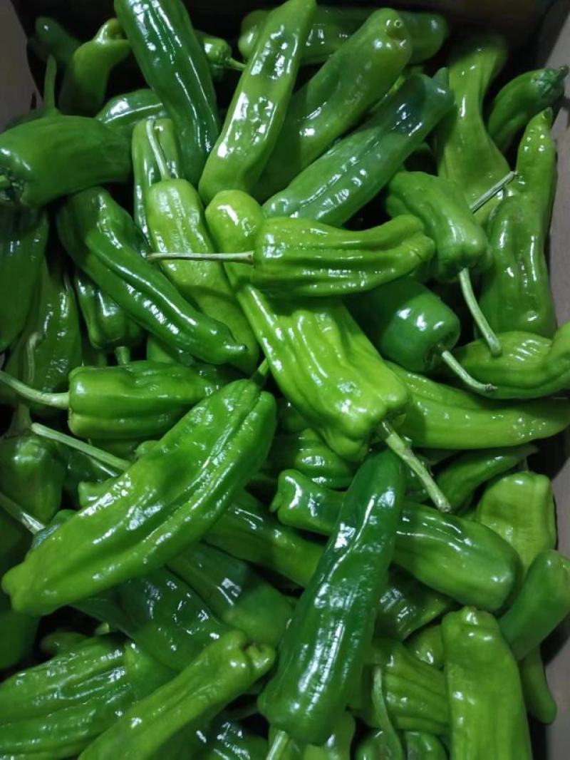 湖北长阳精品芜湖椒产地直发一手货源价格便宜量大优惠