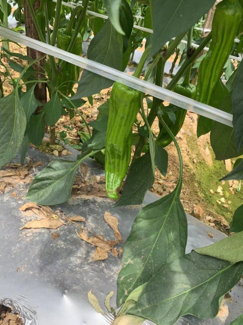 湖北长阳精品芜湖椒产地直发一手货源价格便宜量大优惠