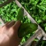 湖北长阳精品芜湖椒产地直发一手货源价格便宜量大优惠